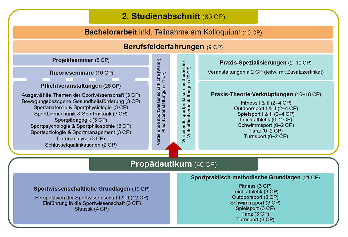 Schema des Studienaufbaus Bachelor in Sportwissenschaft.